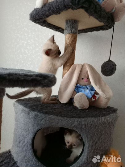 Сиамские котята