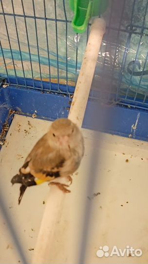 Молодой щегол