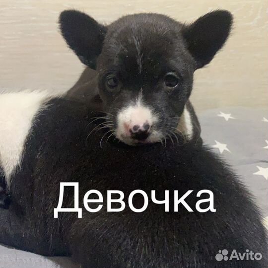 Щеночки басенджи
