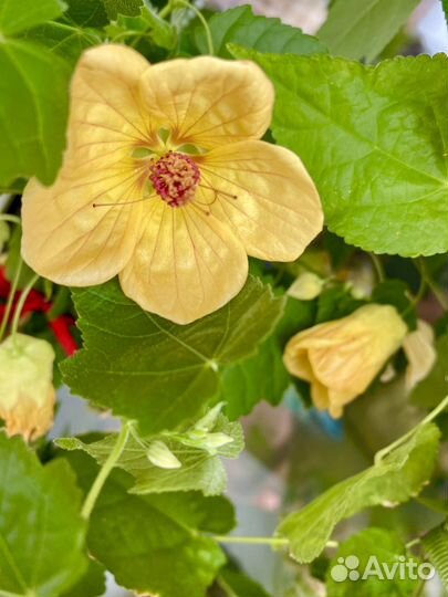 Абутилоны гибридные