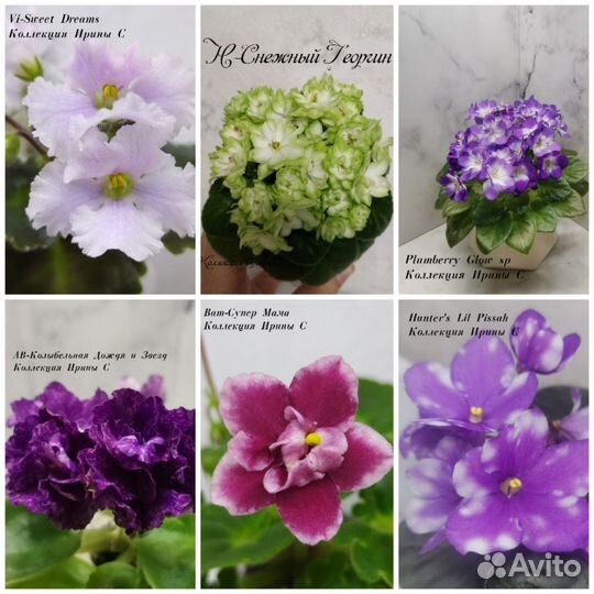 Детки мини фиалок