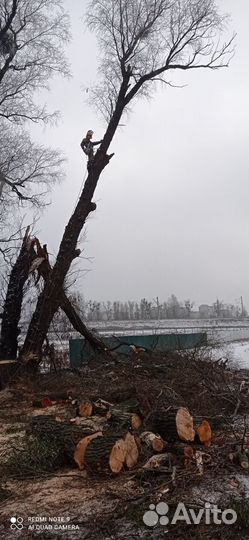Спил обрезка деревьев