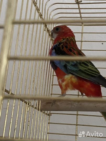 Попугай розелла, девочка молодая 5 месяцев