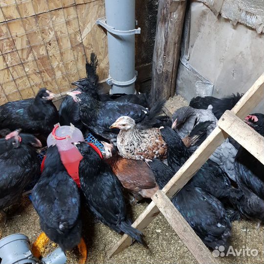 Инкубационное яйцо кур