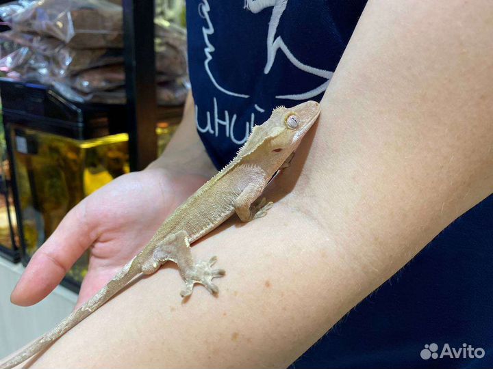 Реснитчатый бананоед (Rhacodactylus ciliatus)