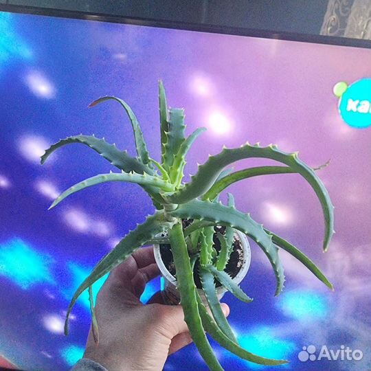 Алоэ вера растение