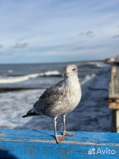 Экскурсии Светлогорск, Янтарный, Балтийск за день