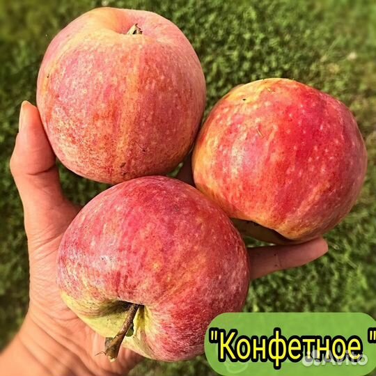 Саженцы