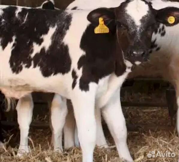 Телята бычки