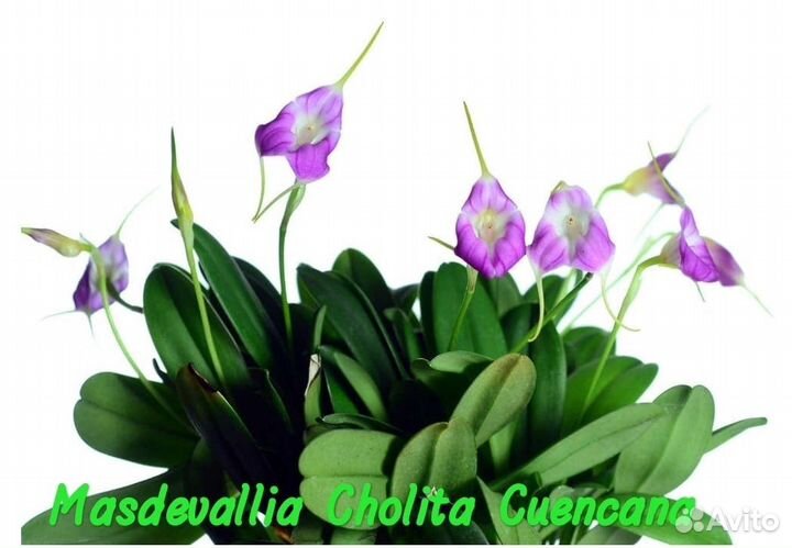 Орхидеи Masdevallia