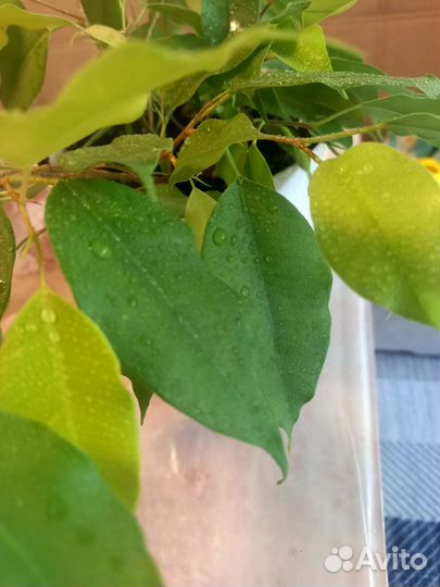 Фикус бенджамина