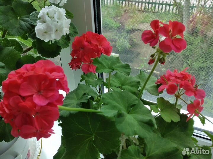 Пеларгония\Герань. В продаже до субботы