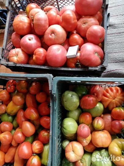 Помидоры домашние