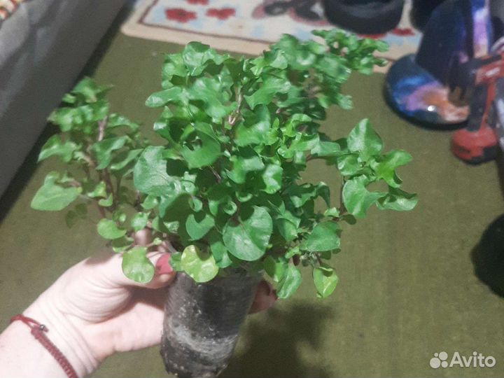 Альтернатера