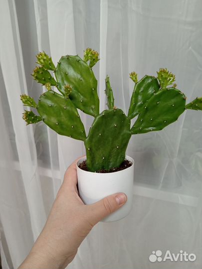 Кактус опунция