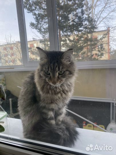 Найден кот