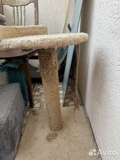 Когтеточка