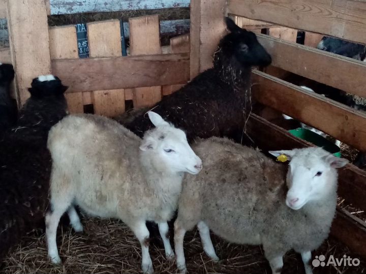 Продаем овцематок,овец