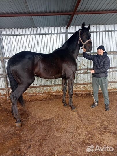 Лошадь жеребцы,советсеий тяжеловес, тяжелые кони