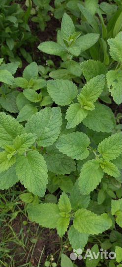 Многолетние цветы и лекарственные травы