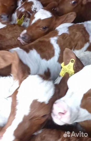 Отборные телята, бычки