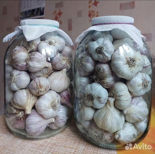 Чеснок зимний