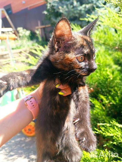 Кошечка, котенок необыкновенно красивого окраса