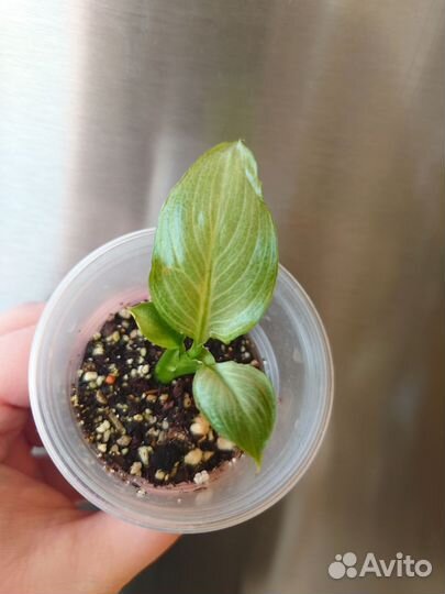 Спатифиллум спилт Милк широкий лист