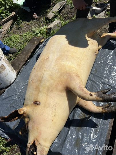 Мясо свинины домашнее