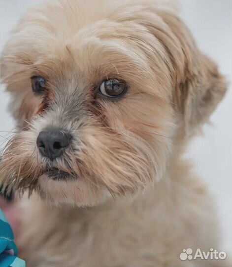 Девочка в добрые руки