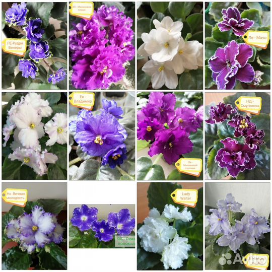 Детки сортовых фиалочек