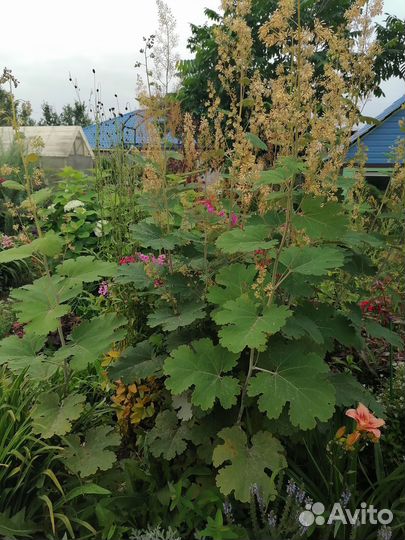 Растения заднего плана