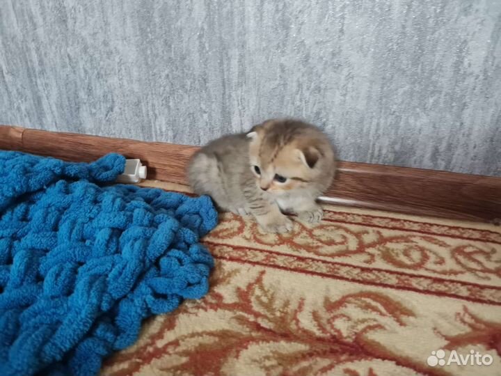 Котята британской серебристой шиншиллы