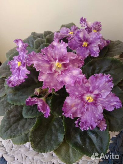 Сортовые фиалки