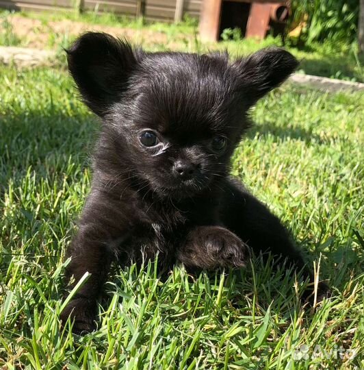 Маленькая собака чихуахуа