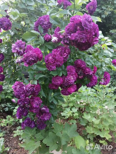 Саженцы роз окс - Осень 2023