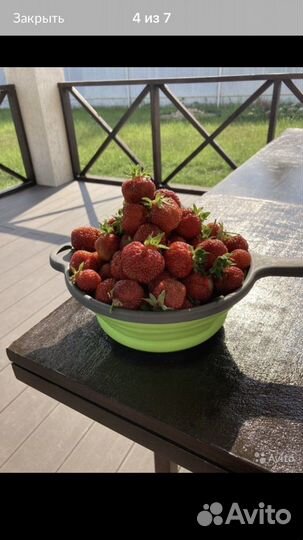 Клубника саженцы Гигант Джорнея зкс