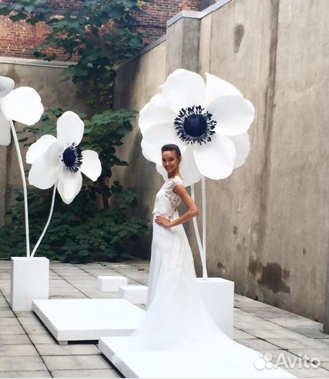 Большая анемона