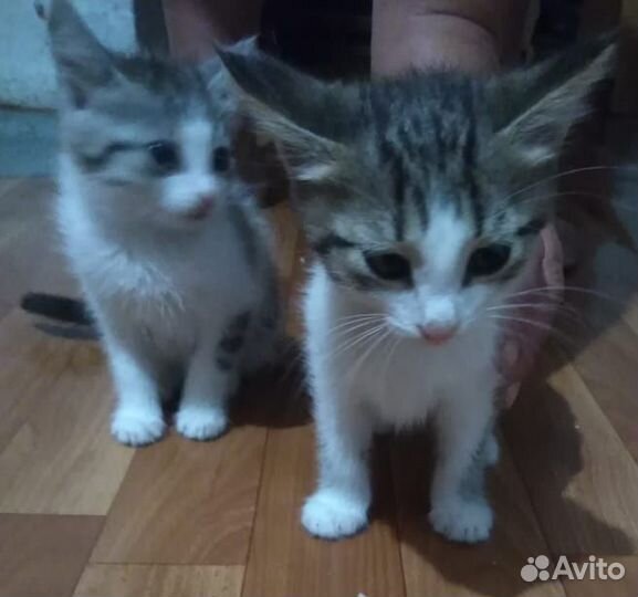 Уличные котята