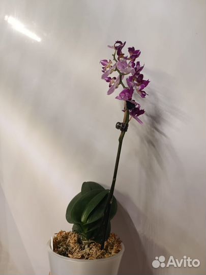 Орхидея фаленопсис пелорик трилипс