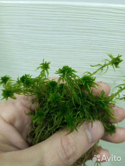 Мох сфагнум