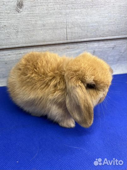 Карликовые кролики питомник