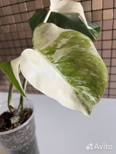 Монстера альба