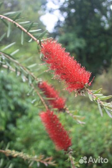 Каллистемон Красивотычинник Саженцы Семена