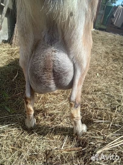 Коза удойная в альпийском типе