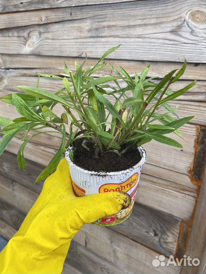 Астра альпийская