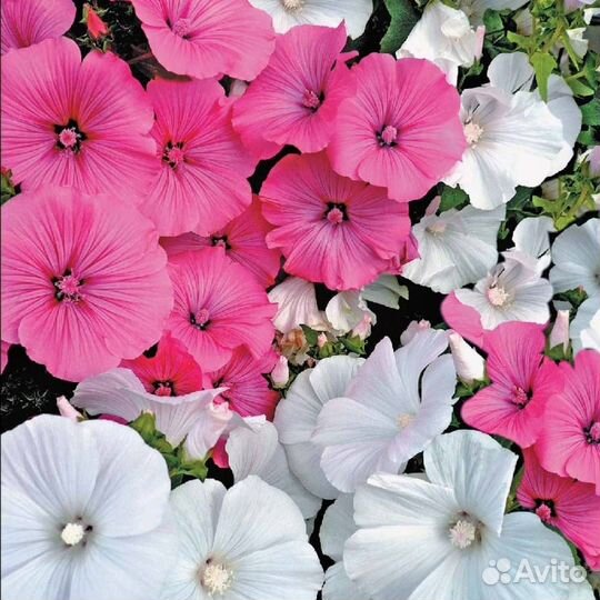 Семена цветов