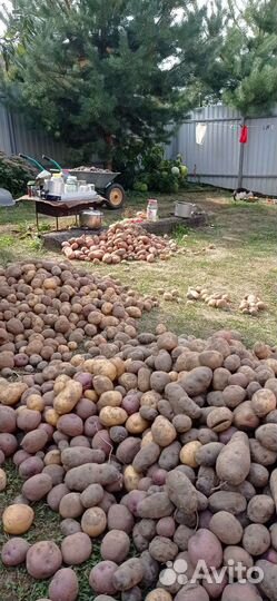 Картофель свой обычный и фиолетовый Purple Congo