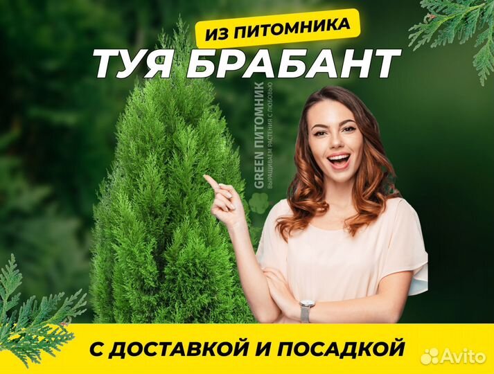 Туя Колумна Западная 1м