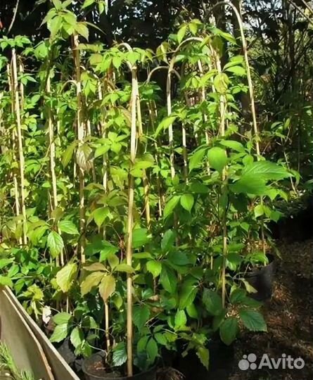 Девичий виноград